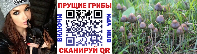 Псилоцибиновые грибы мухоморы Хасавюрт