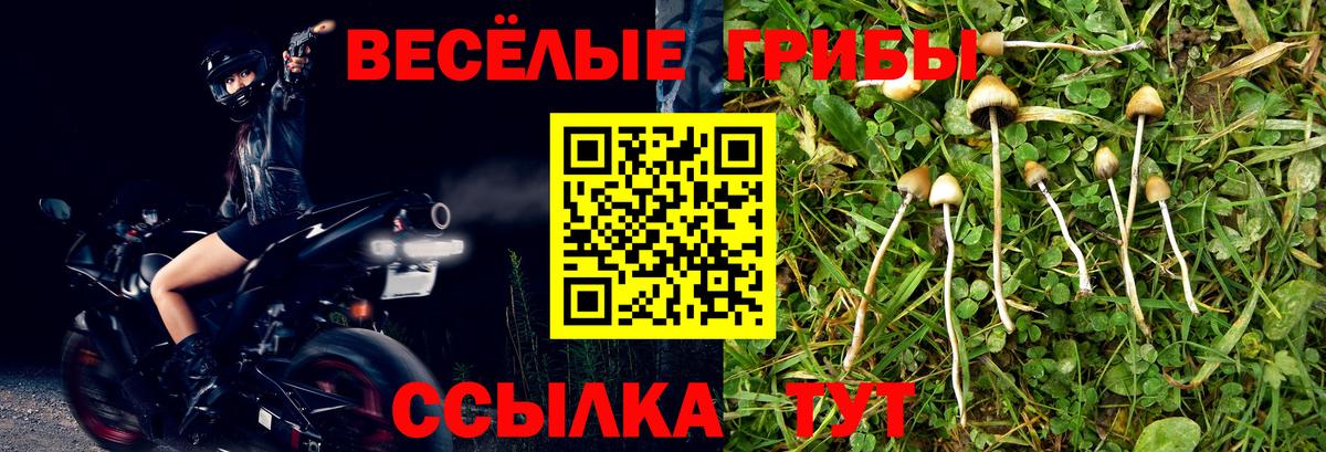 Псилоцибиновые грибы GOLDEN TEACHER Хасавюрт